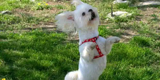 Dogdance – eine Sportart, die verbindet
