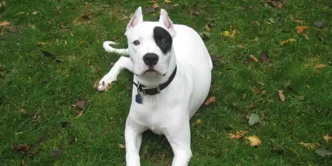 Dogo Argentino » Rassebeschreibung