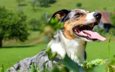 Ein kleiner Einblick in Lucky’s Leben