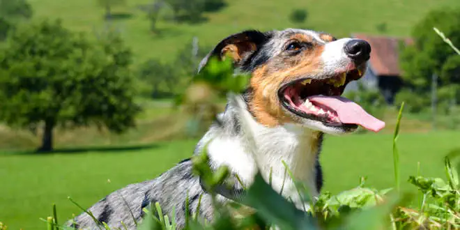 Ein kleiner Einblick in Lucky’s Leben