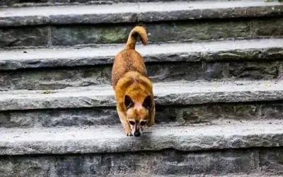 Ellbogendysplasie (ED) beim Hund
