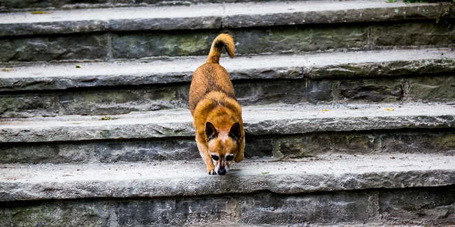 Ellbogendysplasie (ED) beim Hund