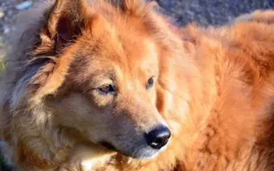 Elo: Rassebeschreibung