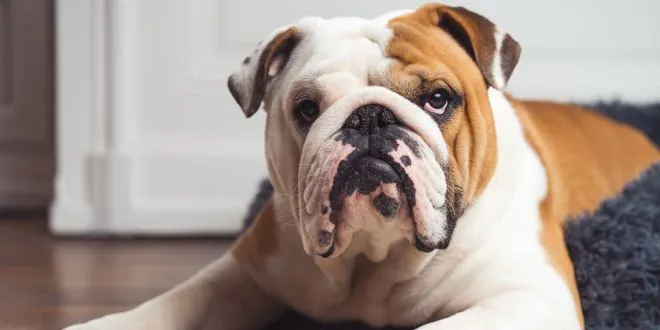 Englische Bulldogge Englische Bulldogge