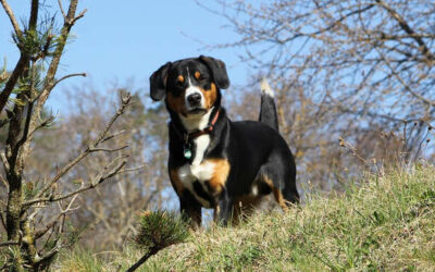 Entlebucher Sennenhund » Rasse­beschreibung
