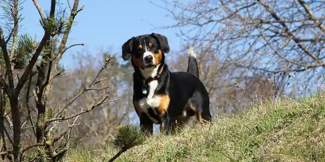 Entlebucher Sennenhund » Rassebeschreibung