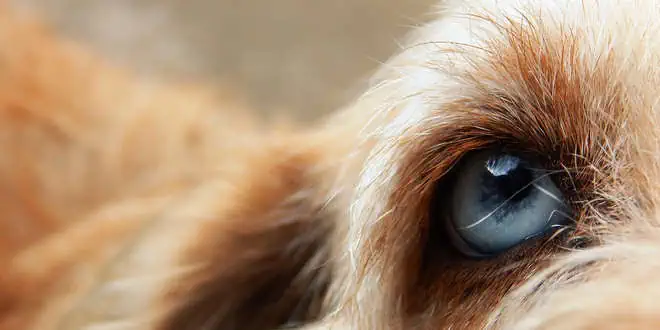 Entropium – eine Lidfehlstellung bei Hunden