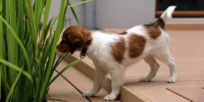 Erbliche Nekrotisierende Myelopathie (ENM) beim Hund