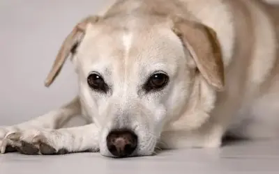 Exercise Induced Collapse (EIC) beim Hund
