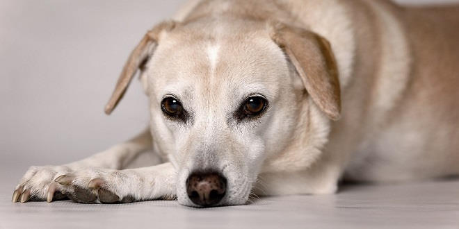 Exercise Induced Collapse (EIC) beim Hund