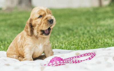 Familiäre Nephropathie (FN) beim Hund