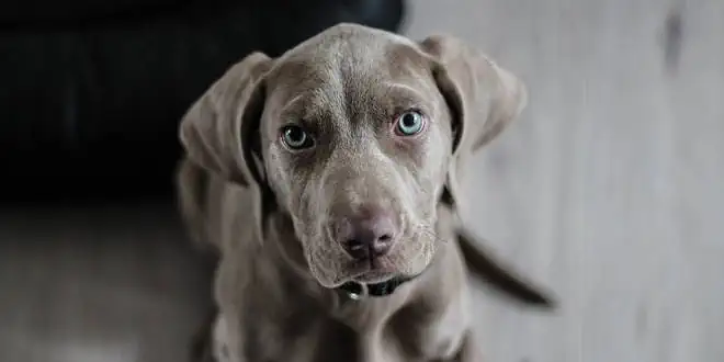 Farbmutantenalopezie (CDA) beim Hund
