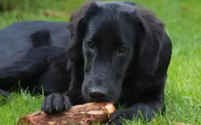 Flat Coated Retriever » Rassebeschreibung