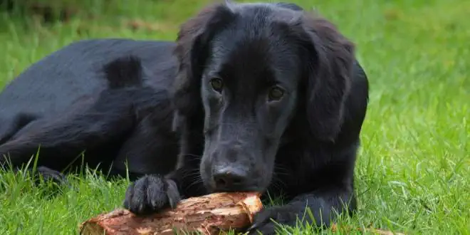 Flat Coated Retriever » Rassebeschreibung