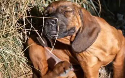 Flöhe beim Hund erkennen und bekämpfen