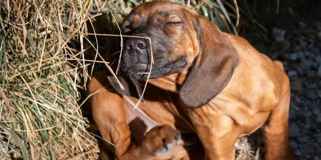 Flöhe beim Hund erkennen und bekämpfen