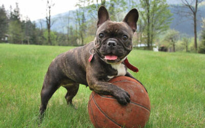 Französische Bulldogge » Rassebeschrei­bung