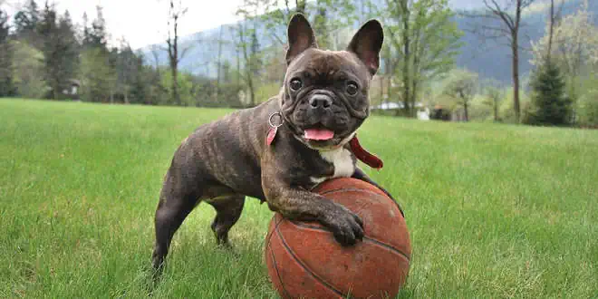 Französische Bulldogge » Rassebeschreibung