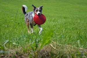 Lucky beim Frisbeespiel