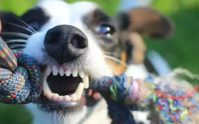 Das Gebiss des Hundes » alles was wichtig ist