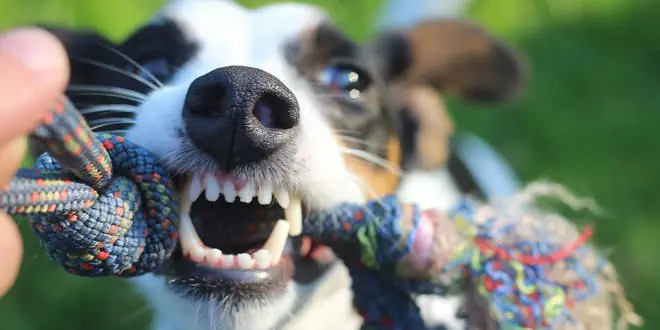 Das Gebiss des Hundes » alles was wichtig ist