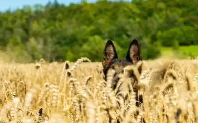 Die Gefahren der Grannen für Hunde