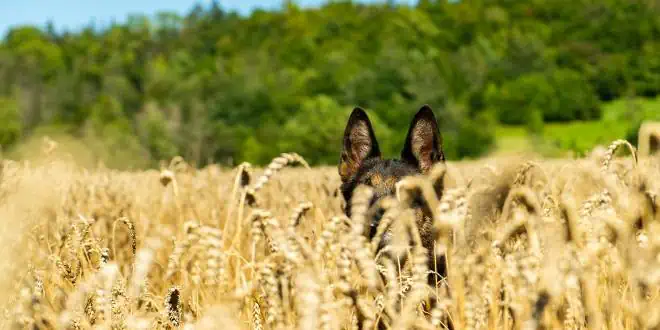 Die Gefahren der Grannen für Hunde