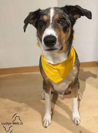 Gelber Hund - Hund mit gelber Schleife