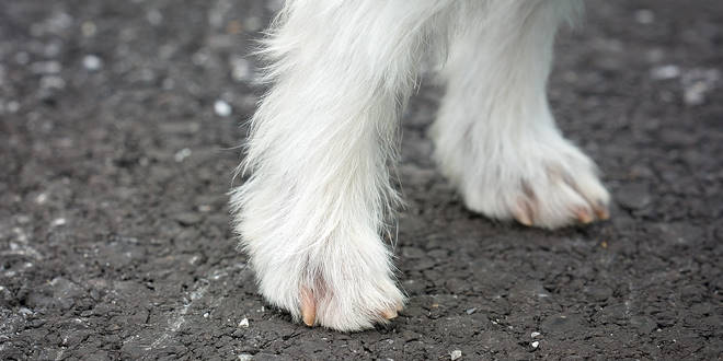 Genu valgum / X-Beinigkeit bei Hunden