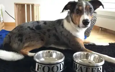 Giftige Lebensmittel für den Hund