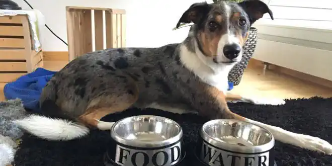 giftige Lebensmittel Hund giftige Lebensmittel Hund