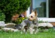 Giftige Pflanzen für Hunde - wie sieht ein hundefreundlicher Garten aus?