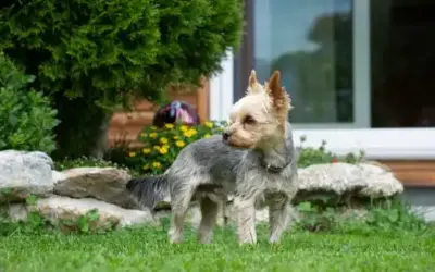 Giftige Pflanzen für Hunde – wie sieht ein hundefreundlicher Garten aus?