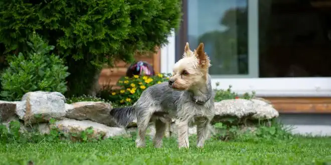 Giftige Pflanzen für Hunde – wie sieht ein hundefreundlicher Garten aus?