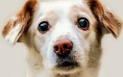 Glaukom (Grüner Star) beim Hund