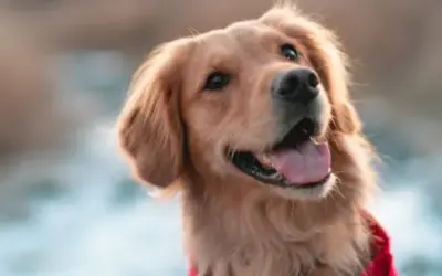 Golden Retriever » Rassebeschreibung