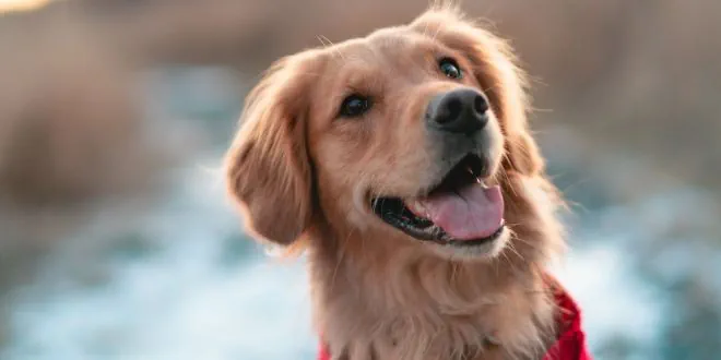 Golden Retriever » Rassebeschreibung