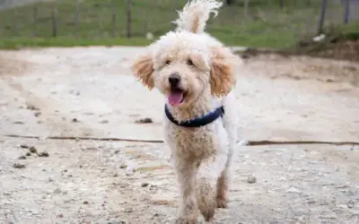 Der Goldendoodle: Rassebeschreibung der perfekten Kreuzung zwischen Golden Retriever und Pudel