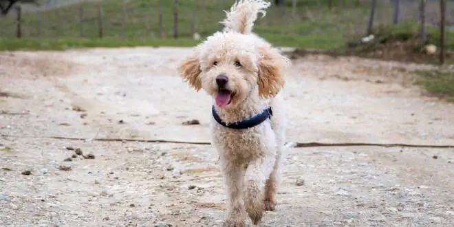 Der Goldendoodle: Rassebeschreibung der perfekten Kreuzung zwischen Golden Retriever und Pudel