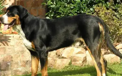 Grosser Schweizer Sennenhund » Rassebeschreibung