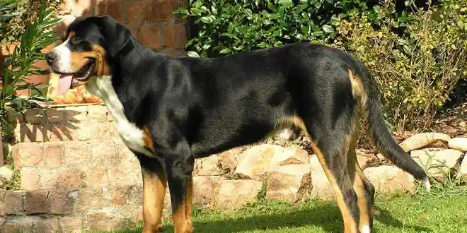 Grosser Schweizer Sennenhund Grosser Schweizer Sennenhund