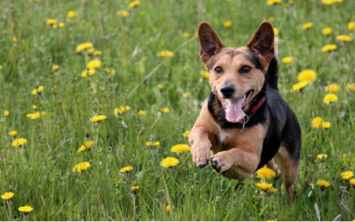 Heuschnupfen beim Hund