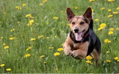 Heuschnupfen beim Hund