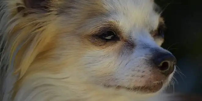 Hornhautdystrophie bei Hunden