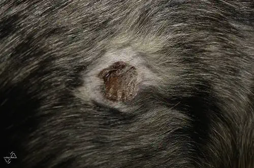 Hot Spot Erkrankung bei Hunden