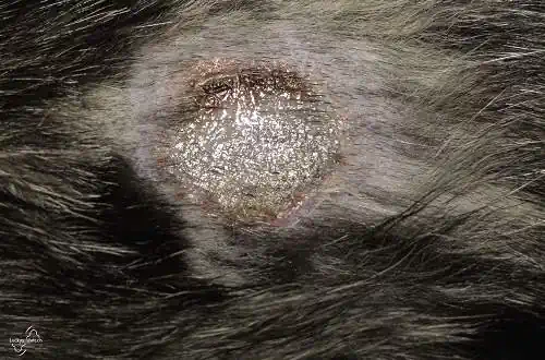 Hot Spot beim Hund - Wundsekret erkennbar