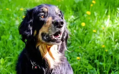 Hovawart » Rassebeschreibung