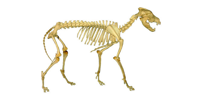 Hunde Skelett