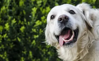 Hunde-Trockenfutter mit hohem Fleischanteil