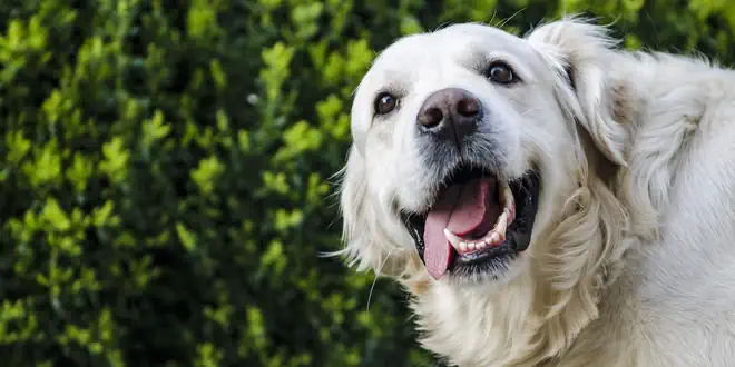 Hunde-Trockenfutter mit hohem Fleischanteil Hunde-Trockenfutter mit hohem Fleischanteil